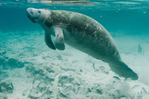 manatee