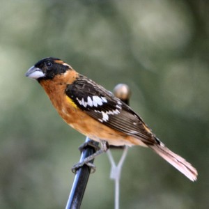 grosbeak