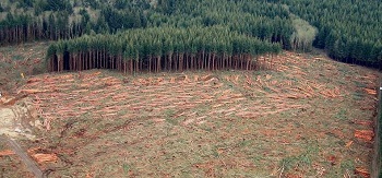Industrial forest management, Olympic Peninsula, Washington.