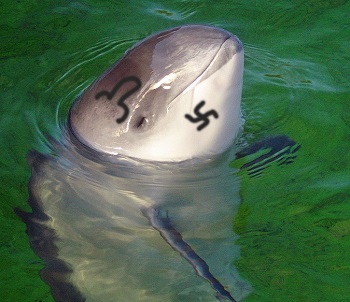 dolphin