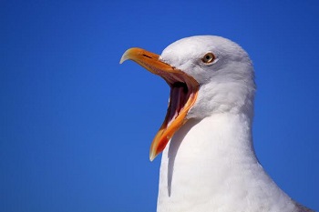 seagull2