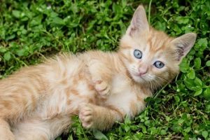 kitty