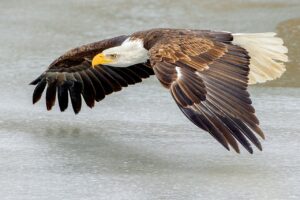 Being USA icon won’t fly anymore, say bald eagles flocking to Canada